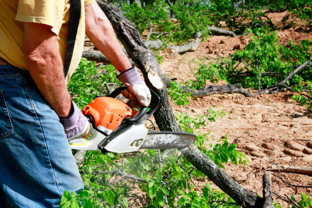 Dead Tree Removal in Piedmont, MO